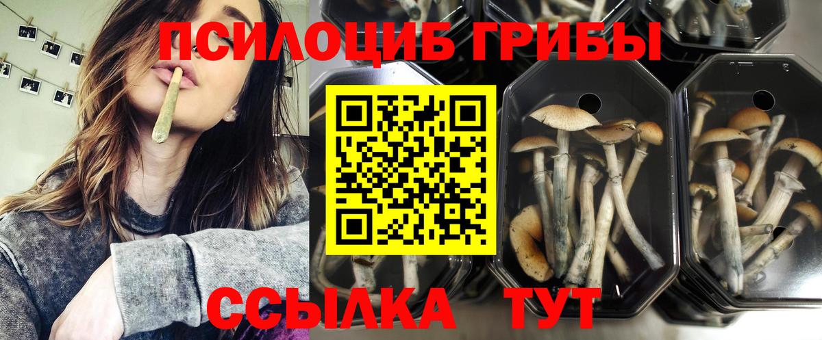 Псилоцибиновые грибы мицелий  Вход с VPN  Тутаев 